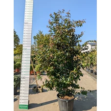 69317.jpg
