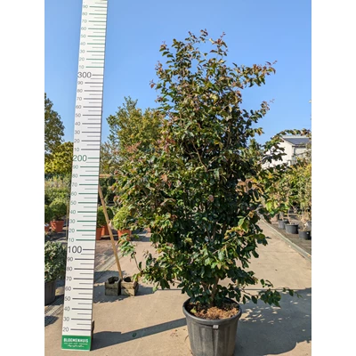 69317.jpg