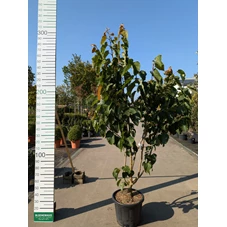 69319.jpg