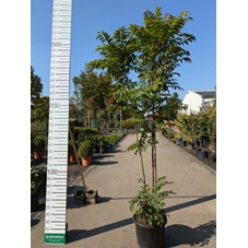 69320.jpg