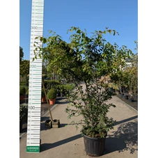 69321.jpg