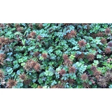 Acaena microphylla 'Dichte Matte' P9