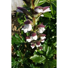 Acanthus hungaricus 'White Lips' P9