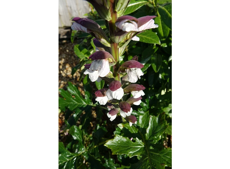 Acanthus hungaricus 'White Lips' P9