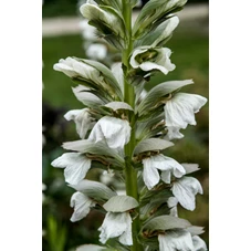 Acanthus mollis 'Rue Ledan' P9