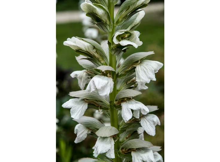 Acanthus mollis 'Rue Ledan' P9