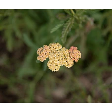 Achillea fil. 'Hymne' P9