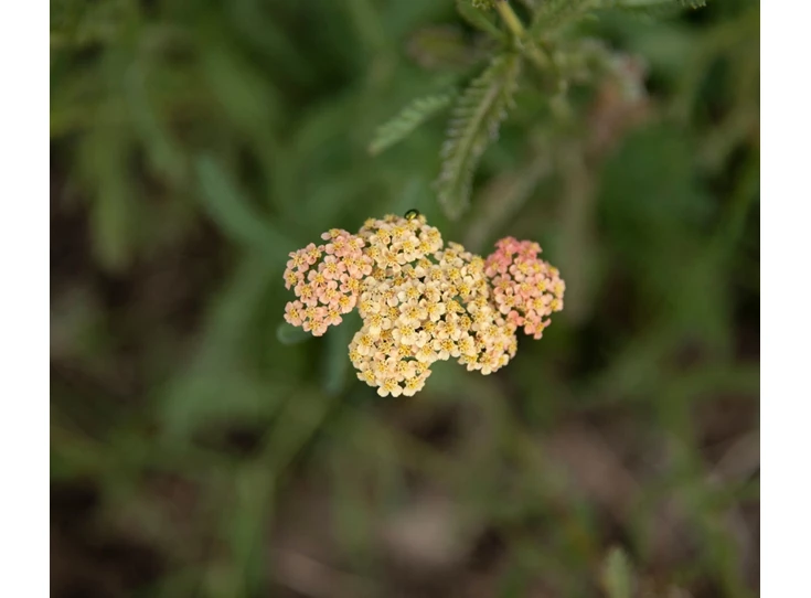 Achillea fil. 'Hymne' P9