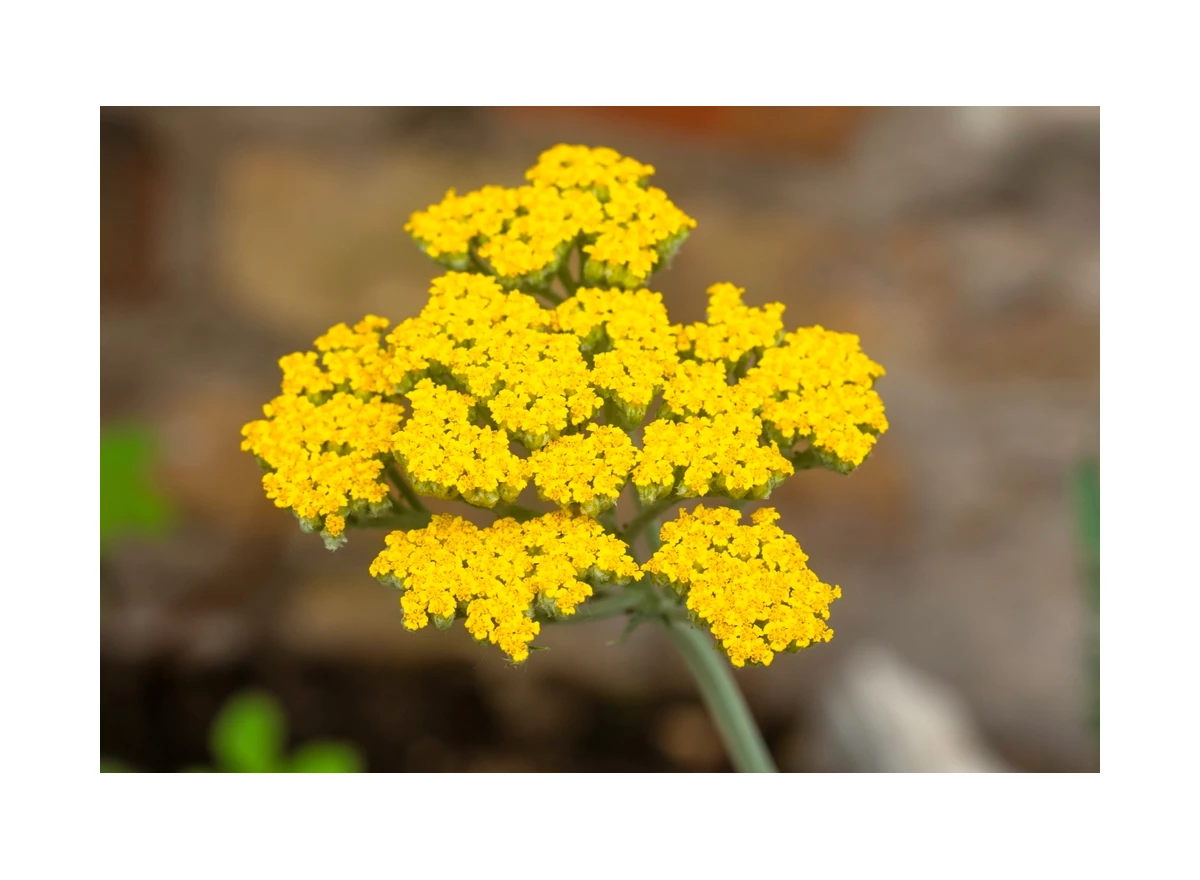 Achillea 'Little Moonshine' P9