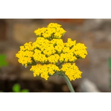 Achillea 'Little Moonshine' P9