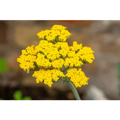 Achillea 'Little Moonshine' P9