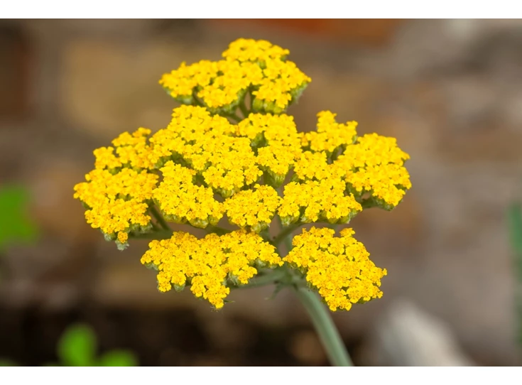 Achillea 'Little Moonshine' P9