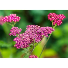 Achillea m. 'Cassis' P9