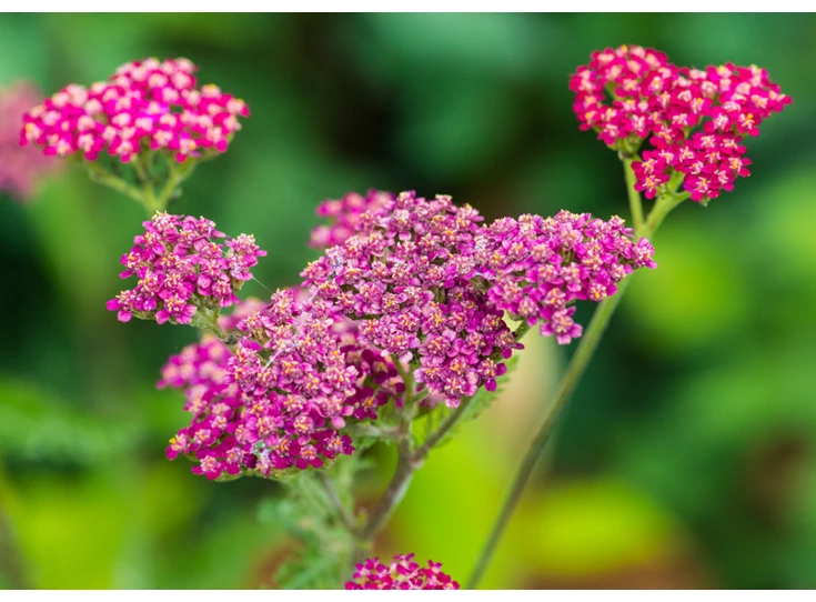 Achillea m. 'Cassis' P9