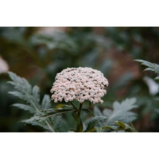 Achillea m. 'Lachsschönheit' P9