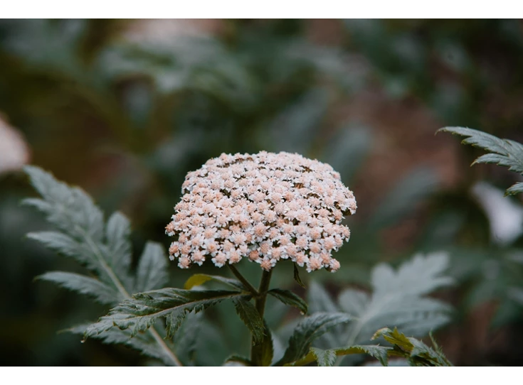 Achillea m. 'Lachsschönheit' P9