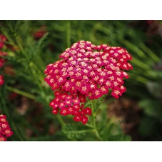 Achillea m. 'Red Beauty' P9