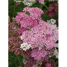 Achillea m. 'Sammetriese' P9