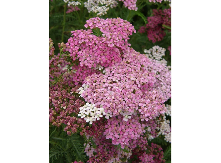 Achillea m. 'Sammetriese' P9