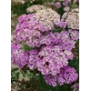 Achillea m. 'Saucy Seduction' P9
