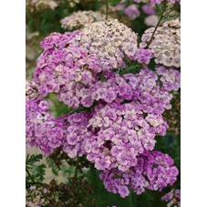 Achillea m. 'Saucy Seduction' P9