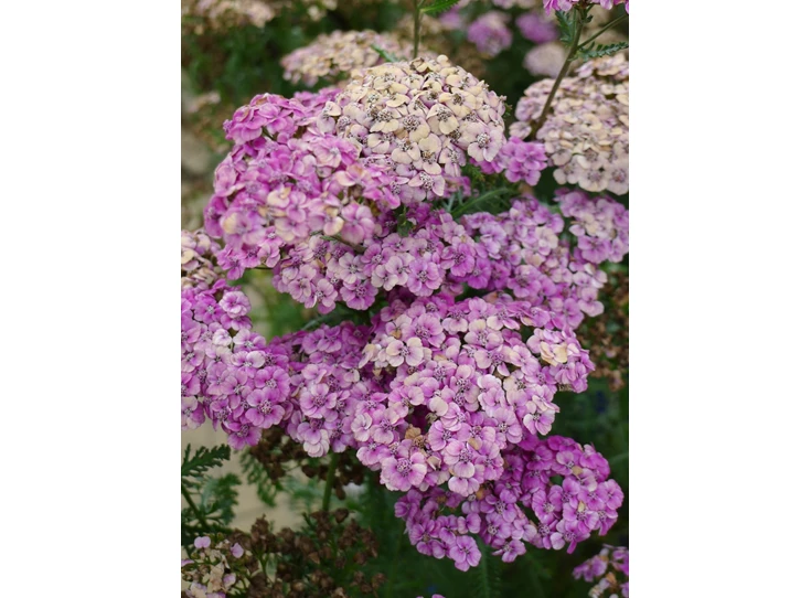 Achillea m. 'Saucy Seduction' P9