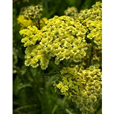 Achillea m. 'Sunny Seduction' P9
