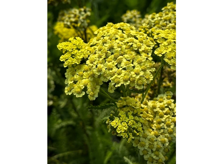 Achillea m. 'Sunny Seduction' P9