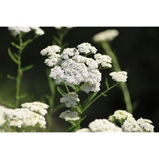 Achillea millefolium P9