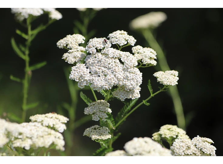 Achillea millefolium P9