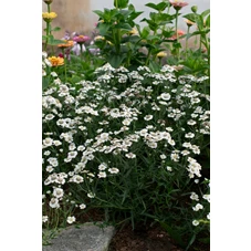 Achillea ptar. 'Peter Cottontail' P9