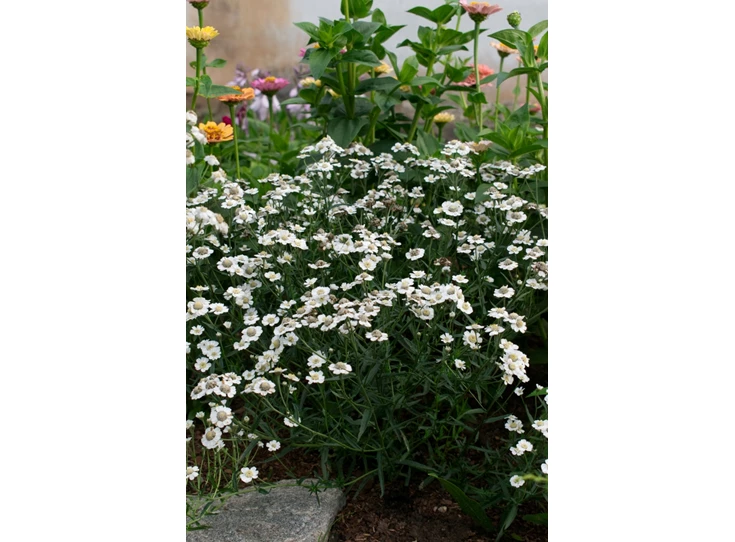 Achillea ptar. 'Peter Cottontail' P9