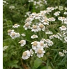 Achillea ptarmica P9