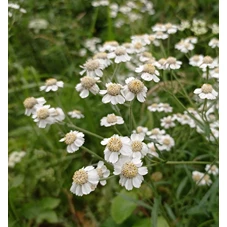 Achillea ptarmica P9
