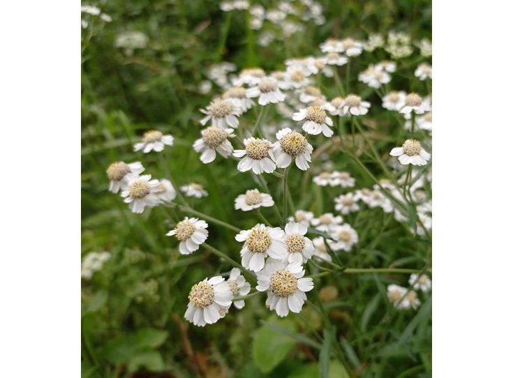 Achillea ptarmica P9
