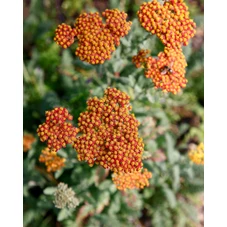 Achillea 'Safran' P9