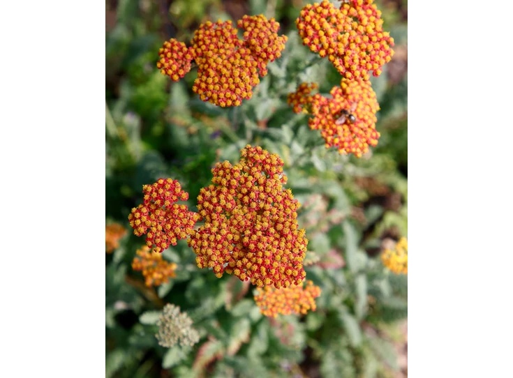Achillea 'Safran' P9