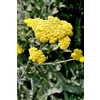 Achillea 'Taygetea' P9