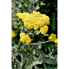 Achillea 'Taygetea' P9