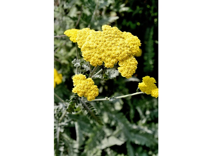 Achillea 'Taygetea' P9