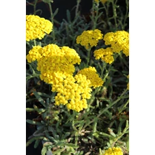 Achillea tomentosa 'Aurea' P9