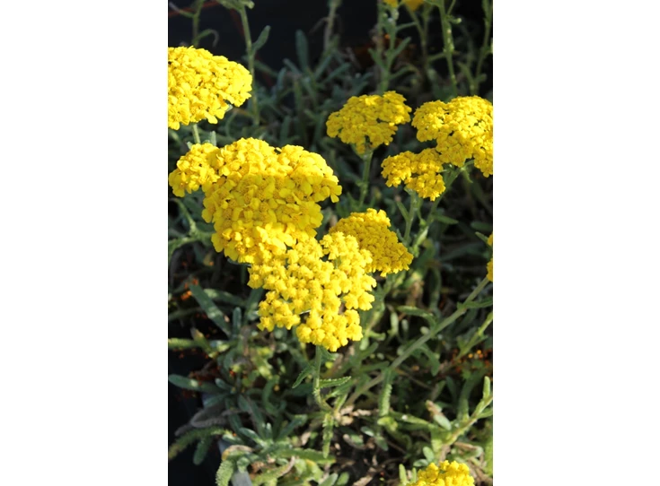 Achillea tomentosa 'Aurea' P9