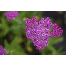Achillea 'Velour' P9