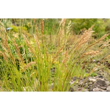 Achnatherum calamagrostis P9