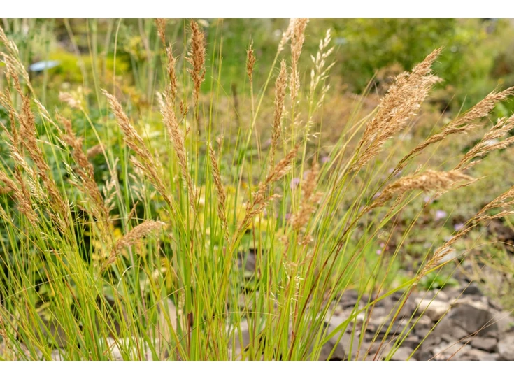Achnatherum calamagrostis P9