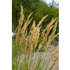 Achnatherum calamagrostis 'Algäu' P9