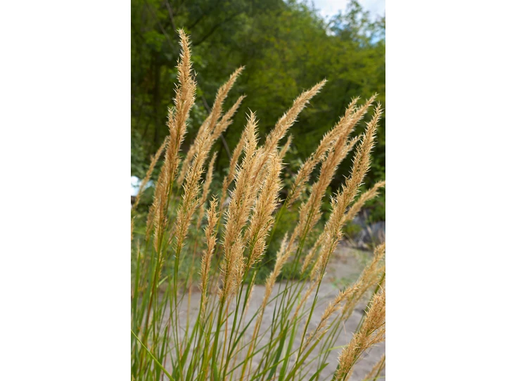 Achnatherum calamagrostis 'Algäu' P9