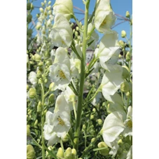 Aconitum napellus 'Album' P9