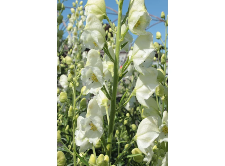 Aconitum napellus 'Album' P9