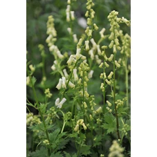 Aconitum septentrionale 'Ivorine' P9